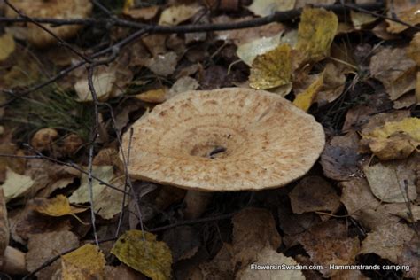 Visit Sweden Picking Mushrooms