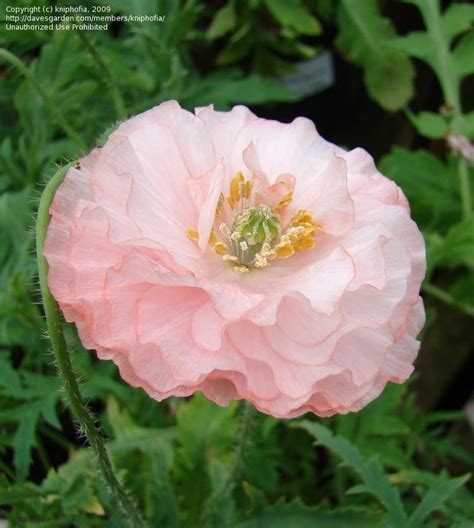 Plantfiles Pictures Papaver Corn Poppy Field Poppy Flanders Field