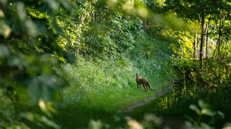 West Runton And Beeston Regis Heath Norfolk National Trust