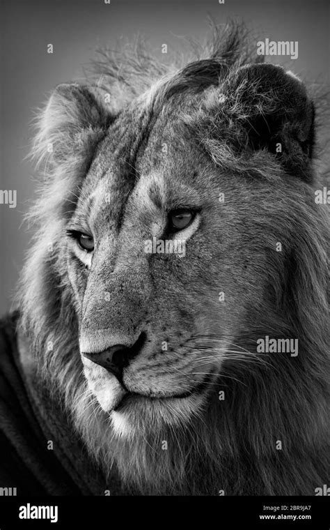 Lion eyes close up Black and White Stock Photos & Images - Alamy