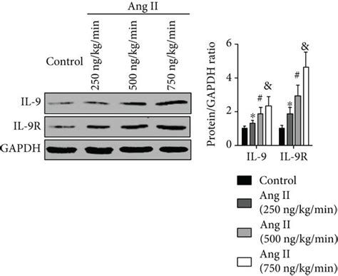 Effects Of Ang II Treatment On IL 9 Expression A Aortic IL 9 And