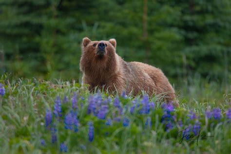 Grizzly Bear Pictures Fine Art Prints Of Bears Cubs Photos By Jess Lee