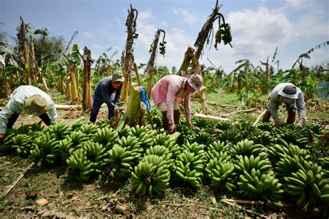 Conoce cómo se siembra una planta de banano Agropress