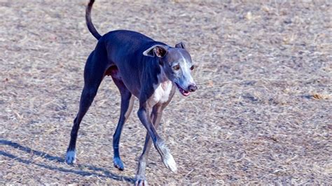 Fascinating Tail Wagging Behavior Of Italian Greyhounds Youtube