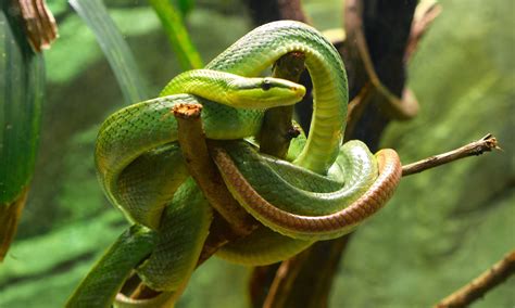 9 Green Snake Species Slithering Around The World