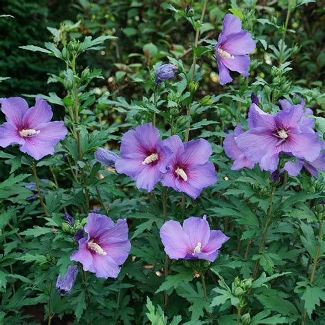 Purple Pillar Rose Of Sharon Hibiscus Syriacus Hot Sex Picture