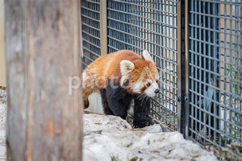 動物園のレッサーパンダ No 26171925｜写真素材なら「写真ac」無料（フリー）ダウンロードok