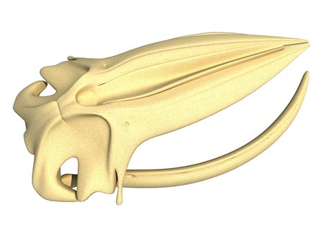 Humpback Whale Skull 3d Animal Models 3d Horse