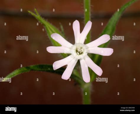 Night Flower Catch Fly Hi Res Stock Photography And Images Alamy