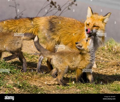 Usa Colorado Breckenridge Red Fox Mother With Kits Stock Photo Alamy