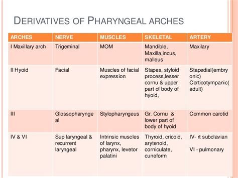 Pin On Pharyngelal Arches