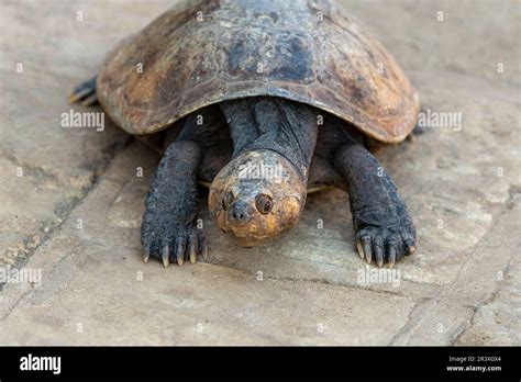 Madagascan Big Headed Turtle Erymnochelys Madagascariensis