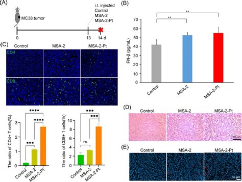 Antitumor Effect Of Platinum Modified Sting Agonist Msa Acs Omega