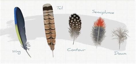 Bird Feather Identification Chart