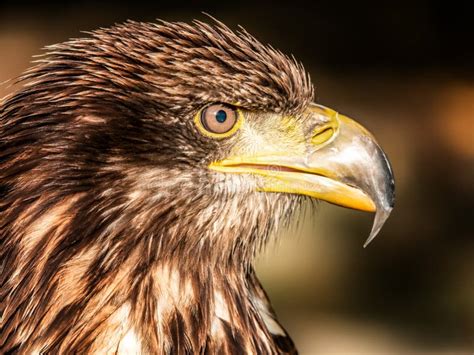 Head Of Golden Eagle On Yellow Background Stock Image Image Of