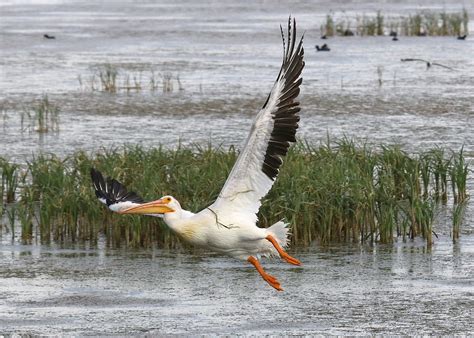 American White Pelican Taking Off At Utah S Bear River Migratory Bird