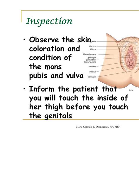 Assessment Of The Female Genitalia