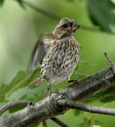 Birding In Michigan: Current visitors at the cabin