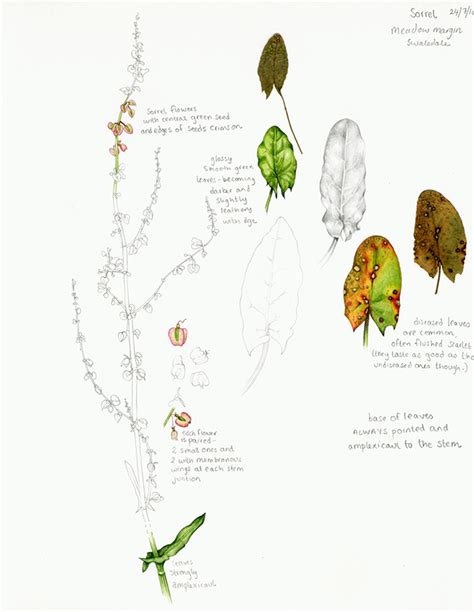 Sorrel Sketchbook Botanical Illustration By Lizzie Harper Lizzie Harper