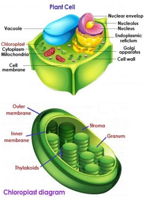 Chlorophyll In A Plant Cell