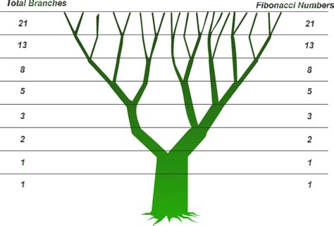 Fibonacci Tree Fibonacci Branch Numbers