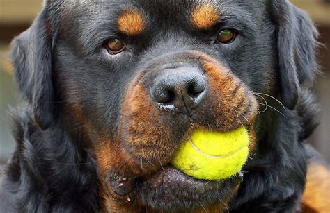 Todo Sobre El Perro Rottweiler Precios Tipos Carácter Cuidados Alimentación Fotos Videos