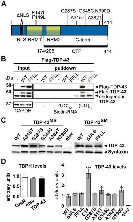 A Schematic Overview Of Tdp 43 Variants Tested In Vivo Positions And