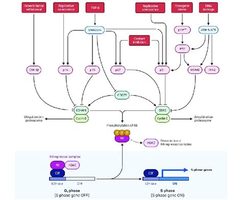 Schematic Representation Exhibiting P And Rb Pathways At The Tumor