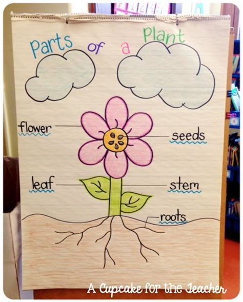 Parts Of A Plant Anchor Chart Parts Of A Flower Anchor Chart Science Anchor Charts