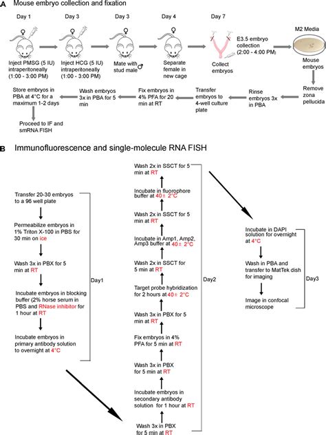 Frontiers Simultaneous Visualization Of Rna Transcripts And Proteins