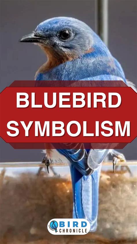 Bluebird Symbolism Blue Bird Blue Bird Art Bird Tattoo Meaning