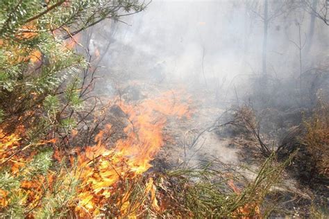 Incendie Dans Les Pyrénées Orientales 30 Hectares De Forêt Brûlés Et