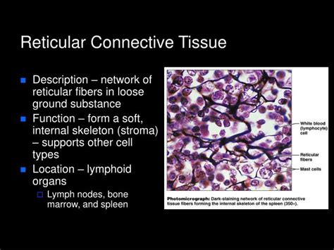 Ppt Histology Powerpoint Presentation Id306870