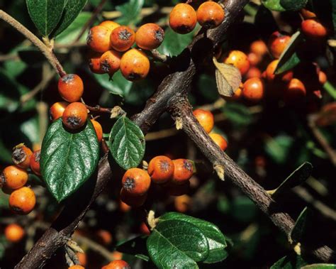 Orange Cotoneaster Cotoneaster Franchetii Tualatin Soil And Water