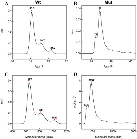 Analytical Ultracentrifugation Auc Analyses Of Different Human