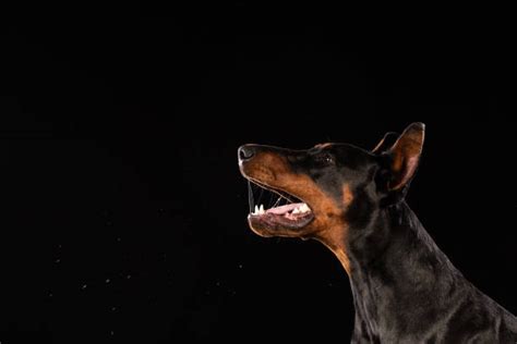 Best Doberman Barking Stock Photos, Pictures & Royalty-Free Images - iStock