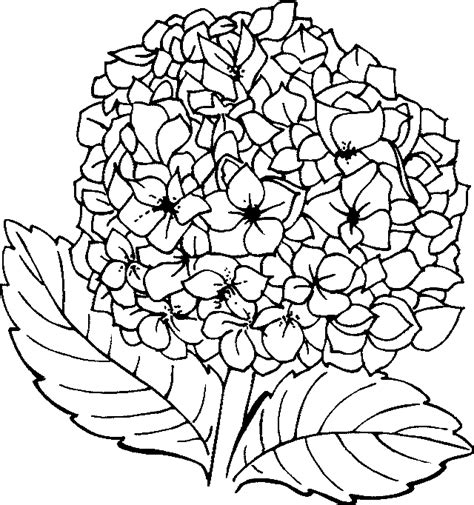 Hydrangea Flower Coloring Pages For Girls Sketch Coloring Page