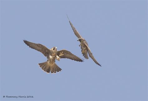 Peregrine Falcons Juvenile These Two Juvenile Peregrine Fa Flickr