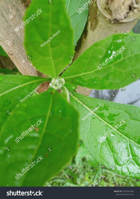 Young Leaves Sambung Nyawa Tree Daun Stock Photo 1873597249 | Shutterstock