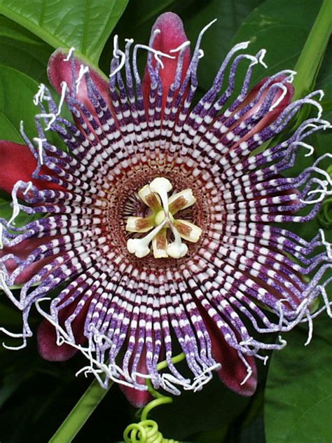 Giant Granadilla Passionfruit Vine Passiflora Quadrangularis Urban Tropicals