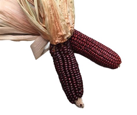 Seeds Maize Corn Red Aztec Chile Mojo