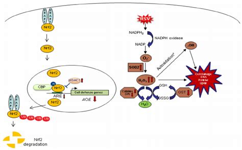 Schematic Representation Of The Proposed Mechanisms Of Oxidative Cell