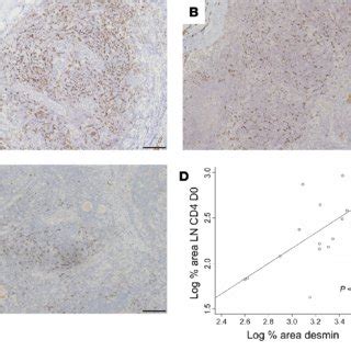 The fibroblastic reticular cell network (FRCn) is depleted in Ugandans ...