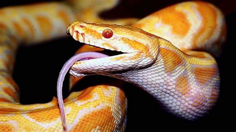 Snakes Wallpapers 61 Pictures Wallpaperset