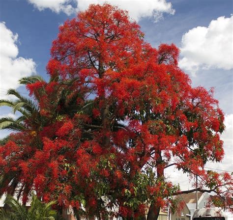 20 Sementes Árvore De Fogo Brachychiton Acerifolius P Mudas Frete grátis