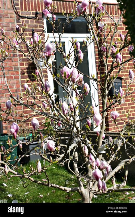 Garten In Einer Wohnsiedlung Fotos Und Bildmaterial In Hoher