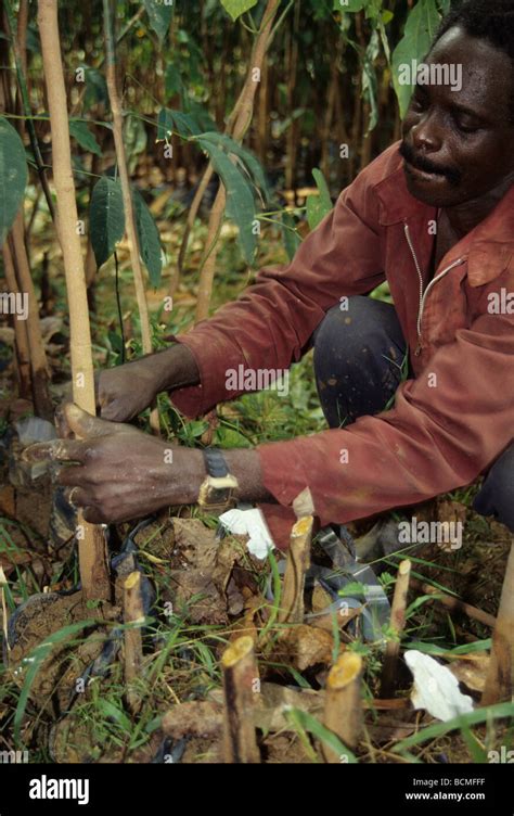 Ivory Coast Cote D Ivoire Rubber Plantation Grafting Preparing Root