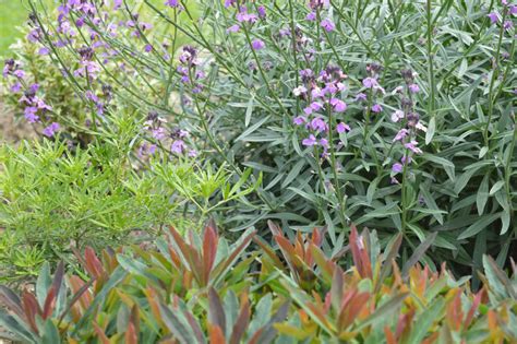 Wintergroene Border Met Bladplanten Bloemenpark Appeltern