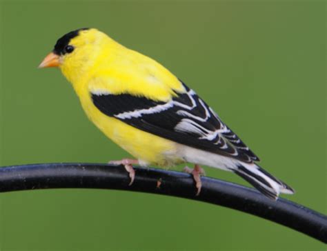 American Goldfinch