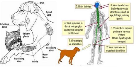 Rabies: Symptoms, Treatment, and Prevention - WhatDisease